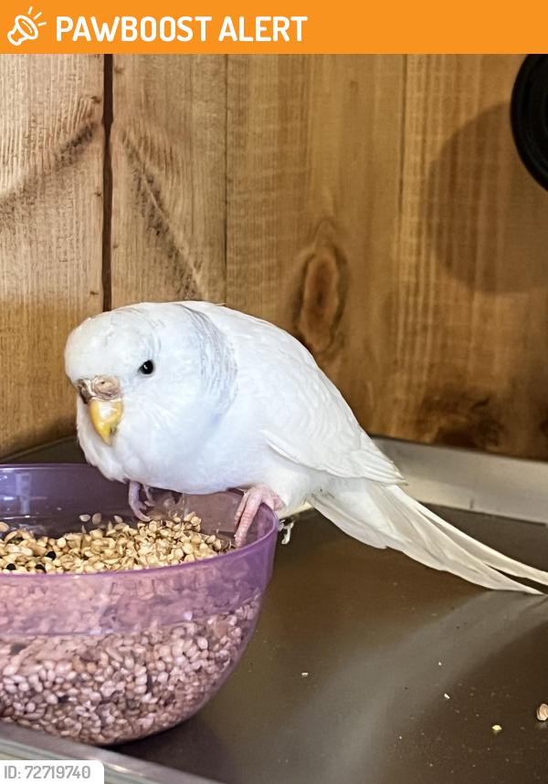 Found/Stray Female Bird last seen Dorchester primary school, Worcester Park, England 