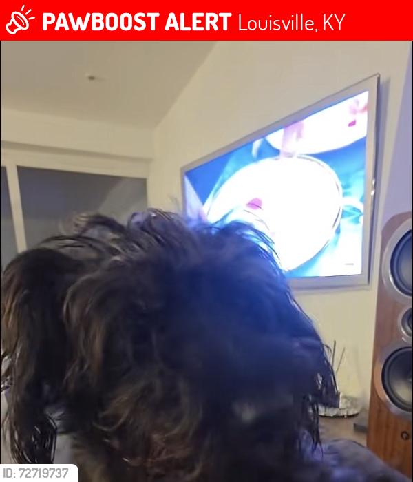 Lost Female Dog last seen Go to the stop sign, Louisville, KY 40272