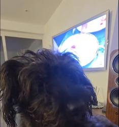 Lost Female Dog last seen Go to the stop sign, Louisville, KY 40272
