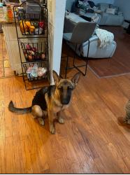 Lost Female Dog last seen Clay and Katy Hockley Rd Katy tx , Katy, TX 77493