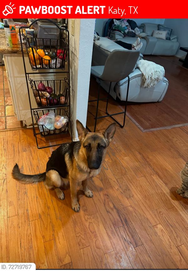 Lost Female Dog last seen Clay and Katy Hockley Rd Katy tx , Katy, TX 77493