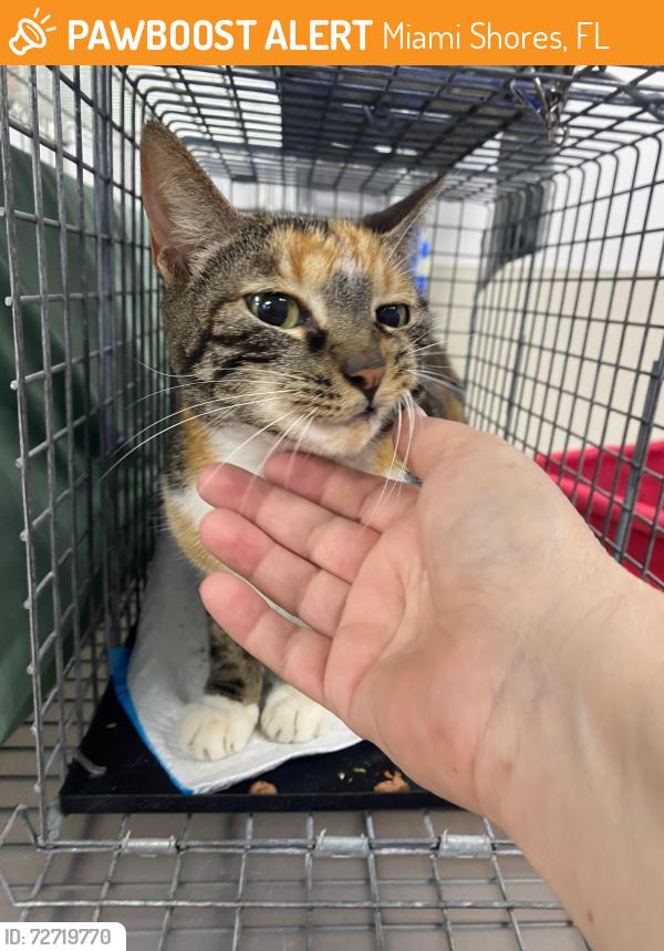 Found/Stray Female Cat last seen 95th and 6th in Miami shores , Miami Shores, FL 33138