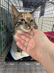 Found/Stray Female Cat last seen 95th and 6th in Miami shores , Miami Shores, FL 33138