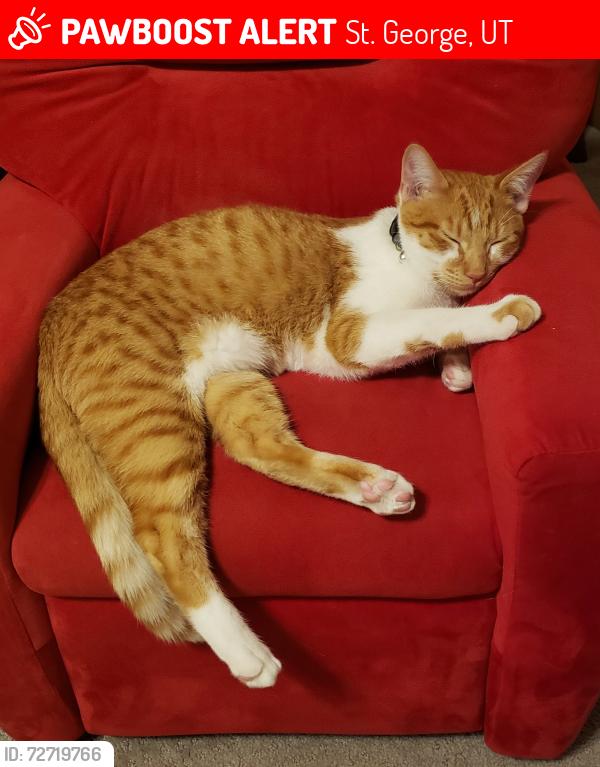 Lost Male Cat last seen Dixie Power South River Road, St. George, UT 84790