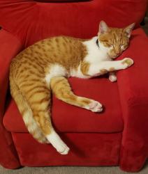 Lost Male Cat last seen Dixie Power South River Road, St. George, UT 84790