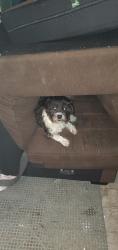 Lost Female Dog last seen Dryfus rd, Waco, KY 40385