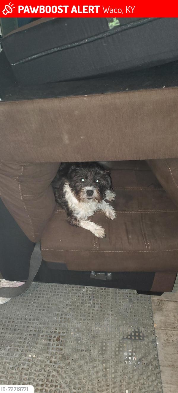 Lost Female Dog last seen Dryfus rd, Waco, KY 40385