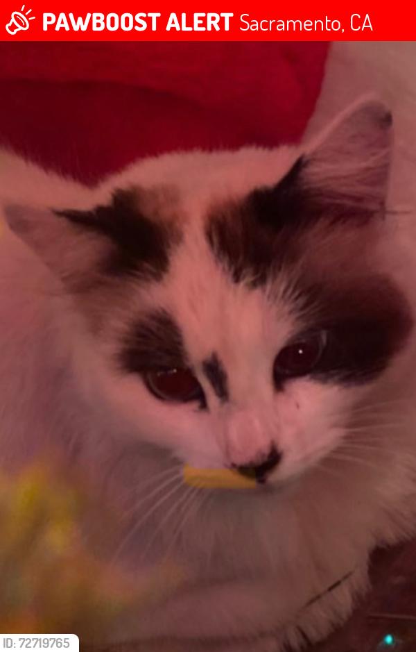 Lost Female Cat last seen 55th St 95820, Sacramento, CA 95820