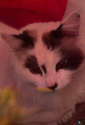 Lost Female Cat last seen 55th St 95820, Sacramento, CA 95820