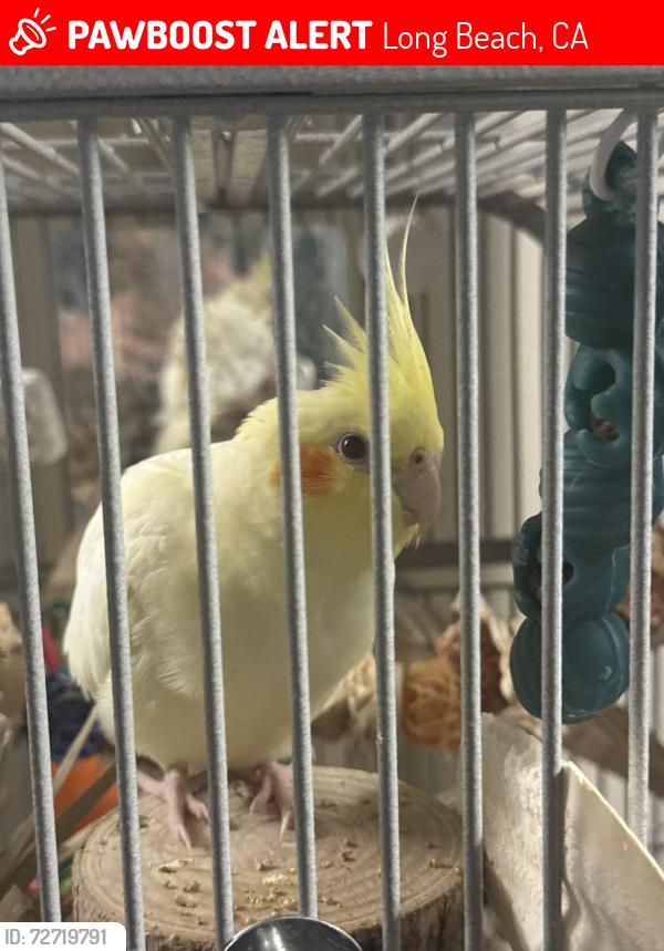 Lost Male Bird last seen Near Caspian Ave, Long Beach, CA 90810