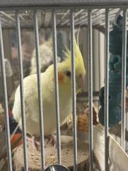 Lost Male Bird last seen Near Caspian Ave, Long Beach, CA 90810