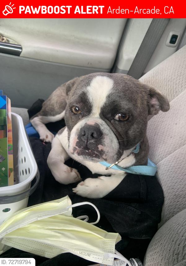 Lost Female Dog last seen Wright Street at Arden Way, Arden-Arcade, CA 95825
