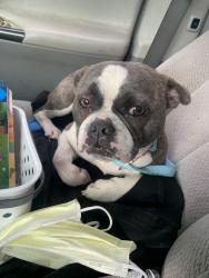 Lost Female Dog last seen Wright Street at Arden Way, Arden-Arcade, CA 95825