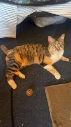 Found/Stray Unknown Cat last seen Lakota Ridge, Larimer County, CO 80513