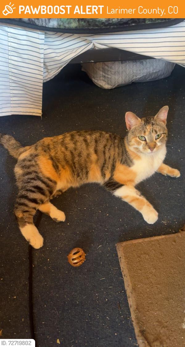 Found/Stray Unknown Cat last seen Lakota Ridge, Larimer County, CO 80513