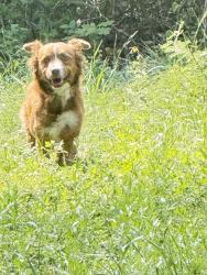 Found/Stray Male Dog last seen Stone Oak Parkway/ Arrow Hill , San Antonio, TX 78258