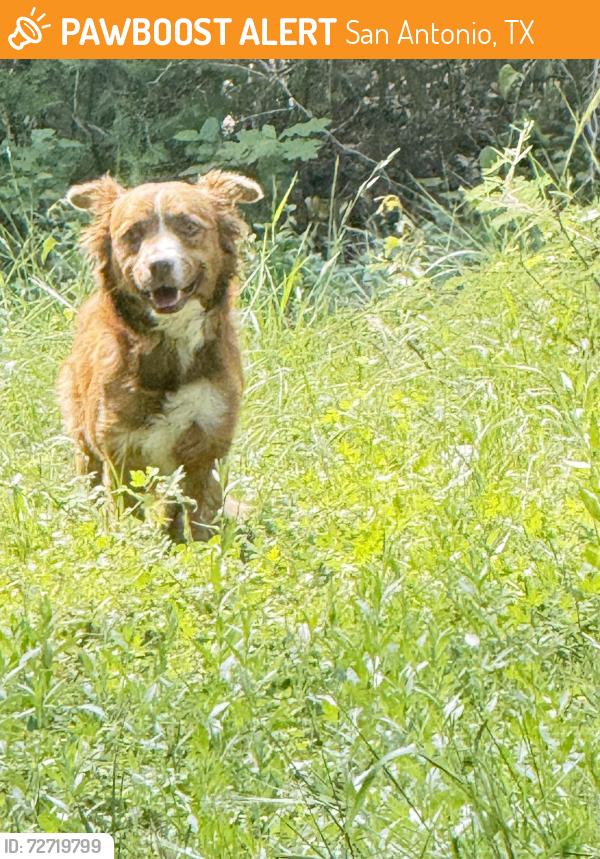 Found/Stray Male Dog last seen Stone Oak Parkway/ Arrow Hill , San Antonio, TX 78258