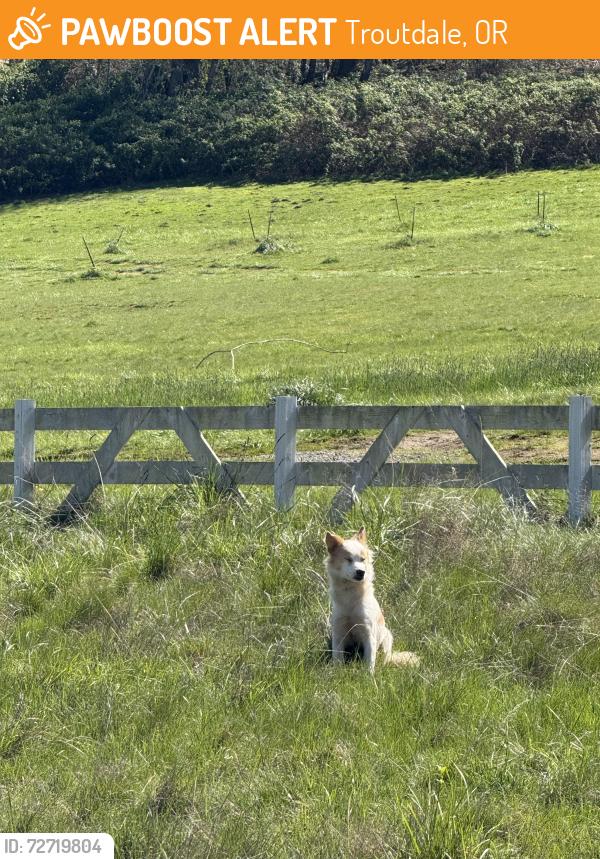 Found/Stray Unknown Dog last seen Mcmenamins Edgefield fields., Troutdale, OR 97060