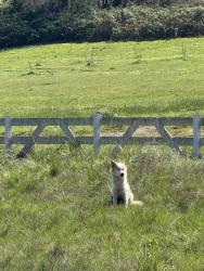 Found/Stray Unknown Dog last seen Mcmenamins Edgefield fields., Troutdale, OR 97060