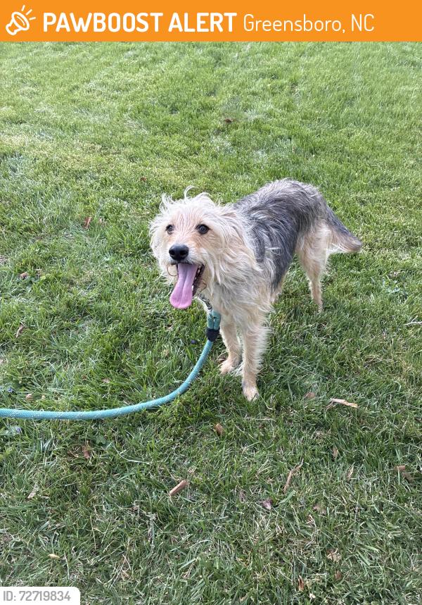 Found/Stray Male Dog last seen Two Oaks and Horse Pen Creek, Greensboro, NC 27410