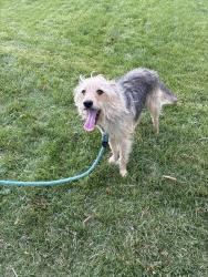 Found/Stray Male Dog last seen Two Oaks and Horse Pen Creek, Greensboro, NC 27410