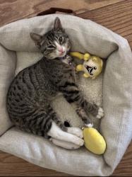 Lost Male Cat last seen Spring valley lake , Spring Valley Lake, CA 92395