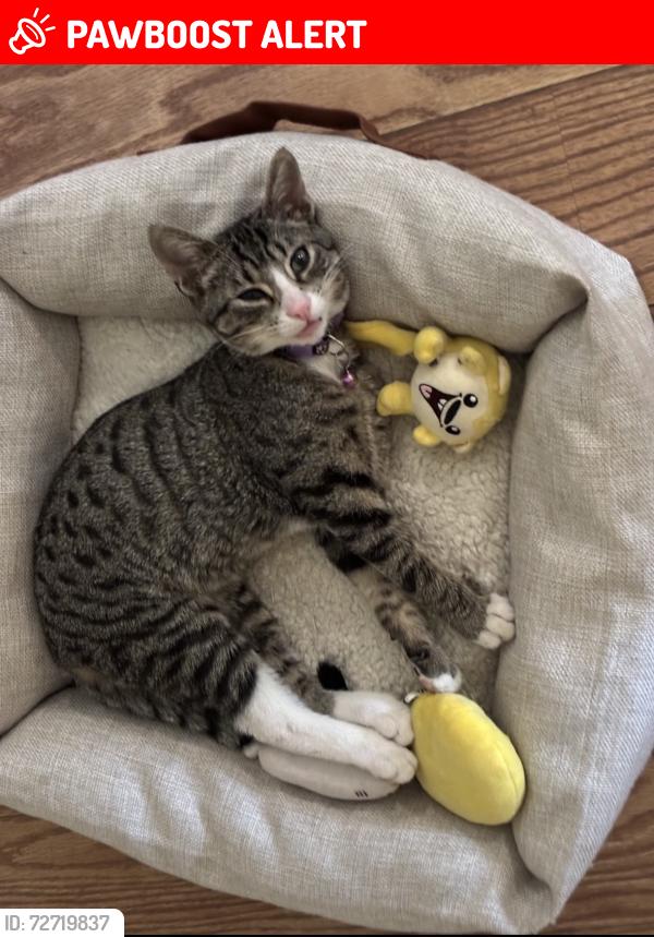 Lost Male Cat last seen Spring valley lake , Spring Valley Lake, CA 92395