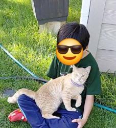 Found/Stray Male Cat last seen St augustine dr , 75217 , Dallas, TX 75217
