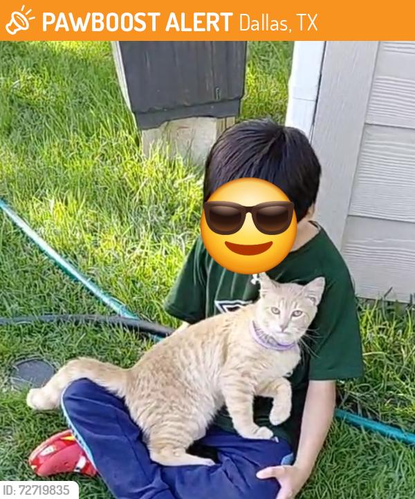 Found/Stray Male Cat last seen St augustine dr , 75217 , Dallas, TX 75217