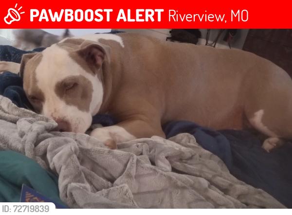 Lost Male Dog last seen Riverview , Riverview, MO 63137