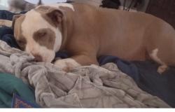 Lost Male Dog last seen Riverview , Riverview, MO 63137