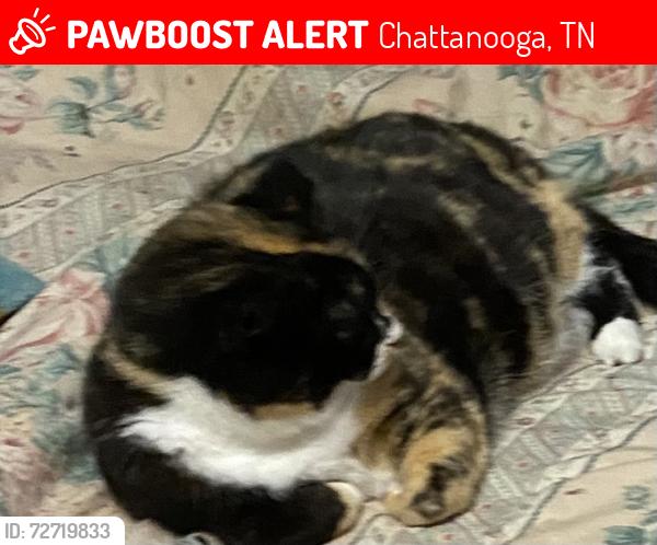 Lost Female Cat last seen Crestwood & Altamont, Chattanooga, TN 37415