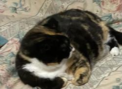 Lost Female Cat last seen Crestwood & Altamont, Chattanooga, TN 37415