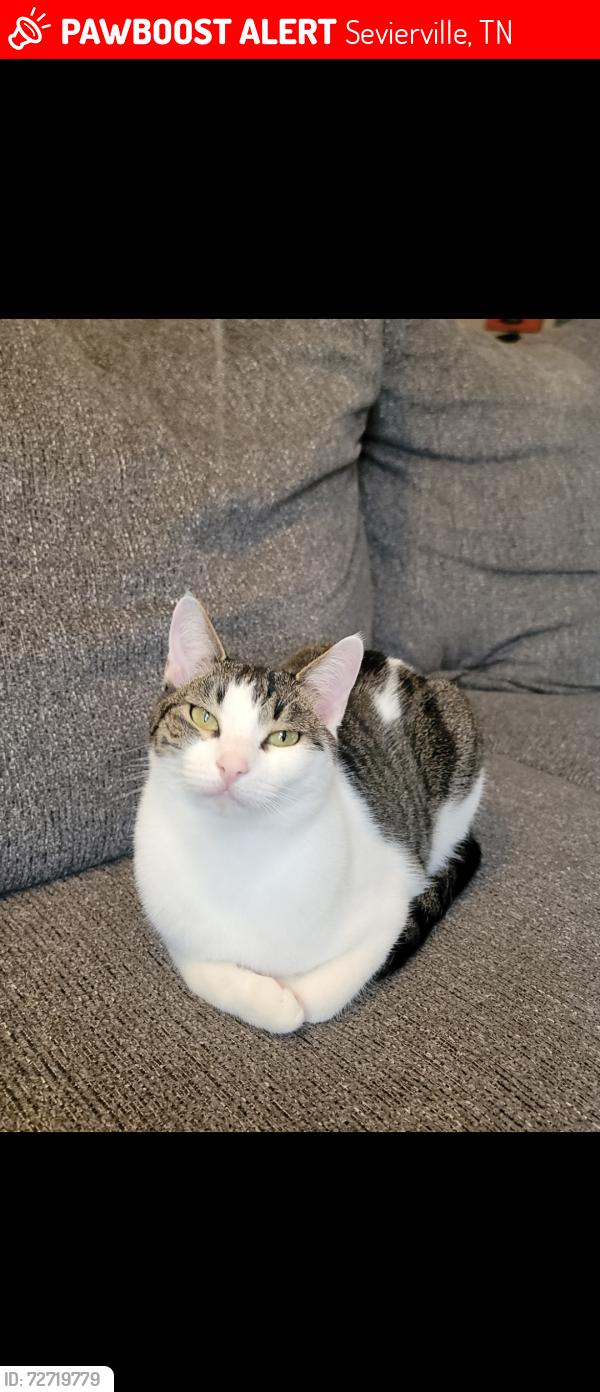 Lost Female Cat last seen Red Bank Rd Sevierville Tn, Sevierville, TN 37876