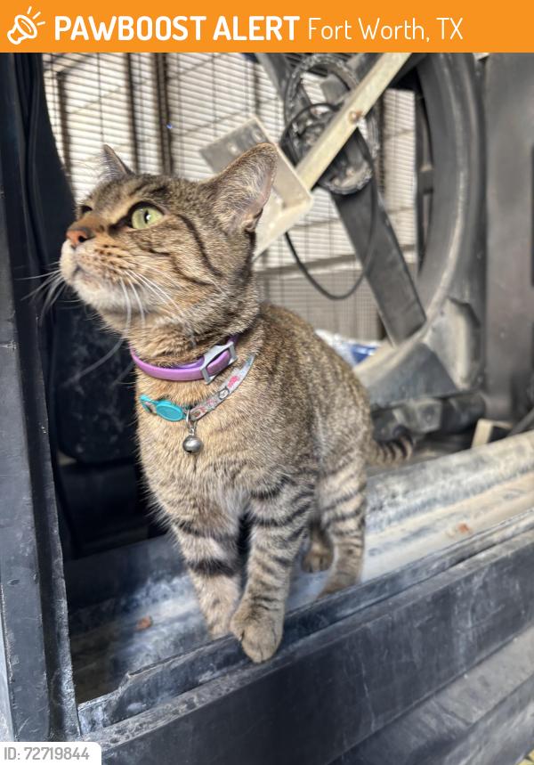 Found/Stray Unknown Cat last seen Joint reserve base , Fort Worth, TX 76111