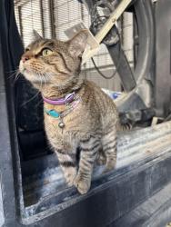 Found/Stray Unknown Cat last seen Joint reserve base , Fort Worth, TX 76111