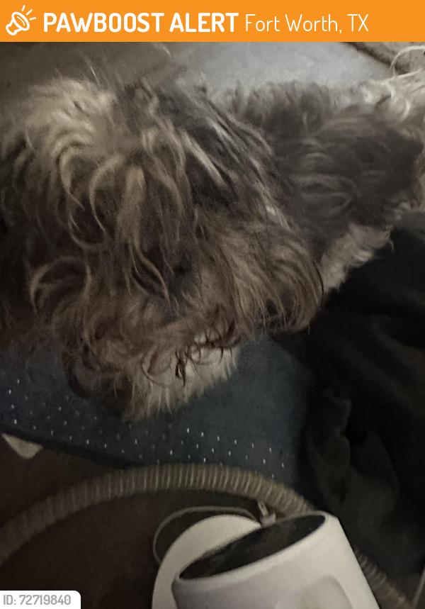 Found/Stray Male Dog last seen BACK OF DECKER apmts , Fort Worth, TX 76133