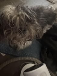 Found/Stray Male Dog last seen BACK OF DECKER apmts , Fort Worth, TX 76133