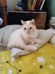 Lost Male Cat last seen Cypress and Grove, Gainesville, FL 32601