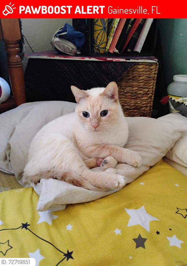 Lost Male Cat last seen Cypress and Grove, Gainesville, FL 32601