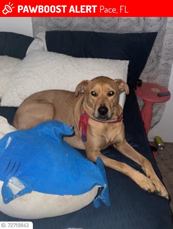 Lost Female Dog last seen Bayview park court , Pace, FL 32571