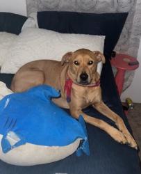 Lost Female Dog last seen Bayview park court , Pace, FL 32571