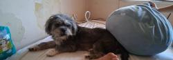 Found/Stray Male Dog last seen Mike's Plumbing, Pharr, TX 78557