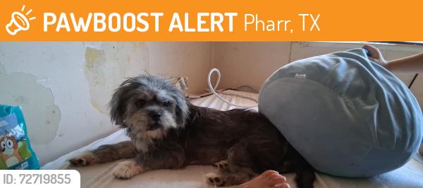 Found/Stray Male Dog last seen Mike's Plumbing, Pharr, TX 78557
