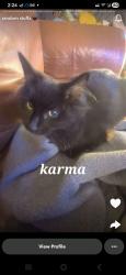 Lost Female Cat last seen Golden Oaks park in Albany, Albany, NH 03818