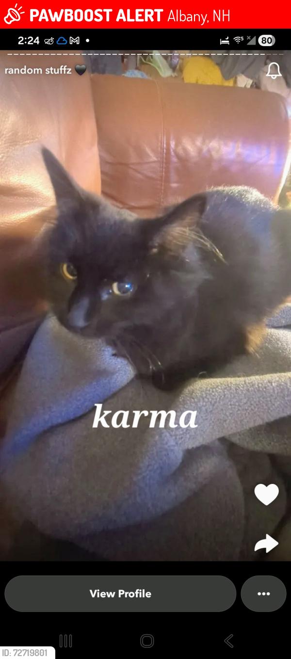 Lost Female Cat last seen Golden Oaks park in Albany, Albany, NH 03818