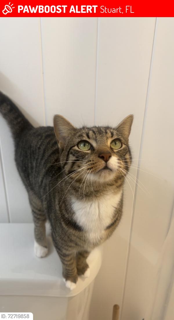 Lost Female Cat last seen North River Shores/ Britt Rd, Stuart, FL 34994