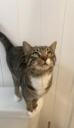Lost Female Cat last seen North River Shores/ Britt Rd, Stuart, FL 34994