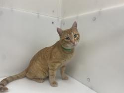 Lost Male Cat last seen Olde Stage Rd & Lefthand Canyon Dr, Boulder, CO, Boulder, CO 80302