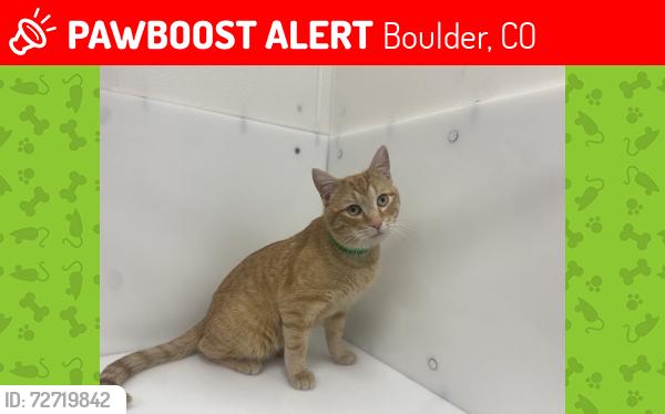 Lost Male Cat last seen Olde Stage Rd & Lefthand Canyon Dr, Boulder, CO, Boulder, CO 80302
